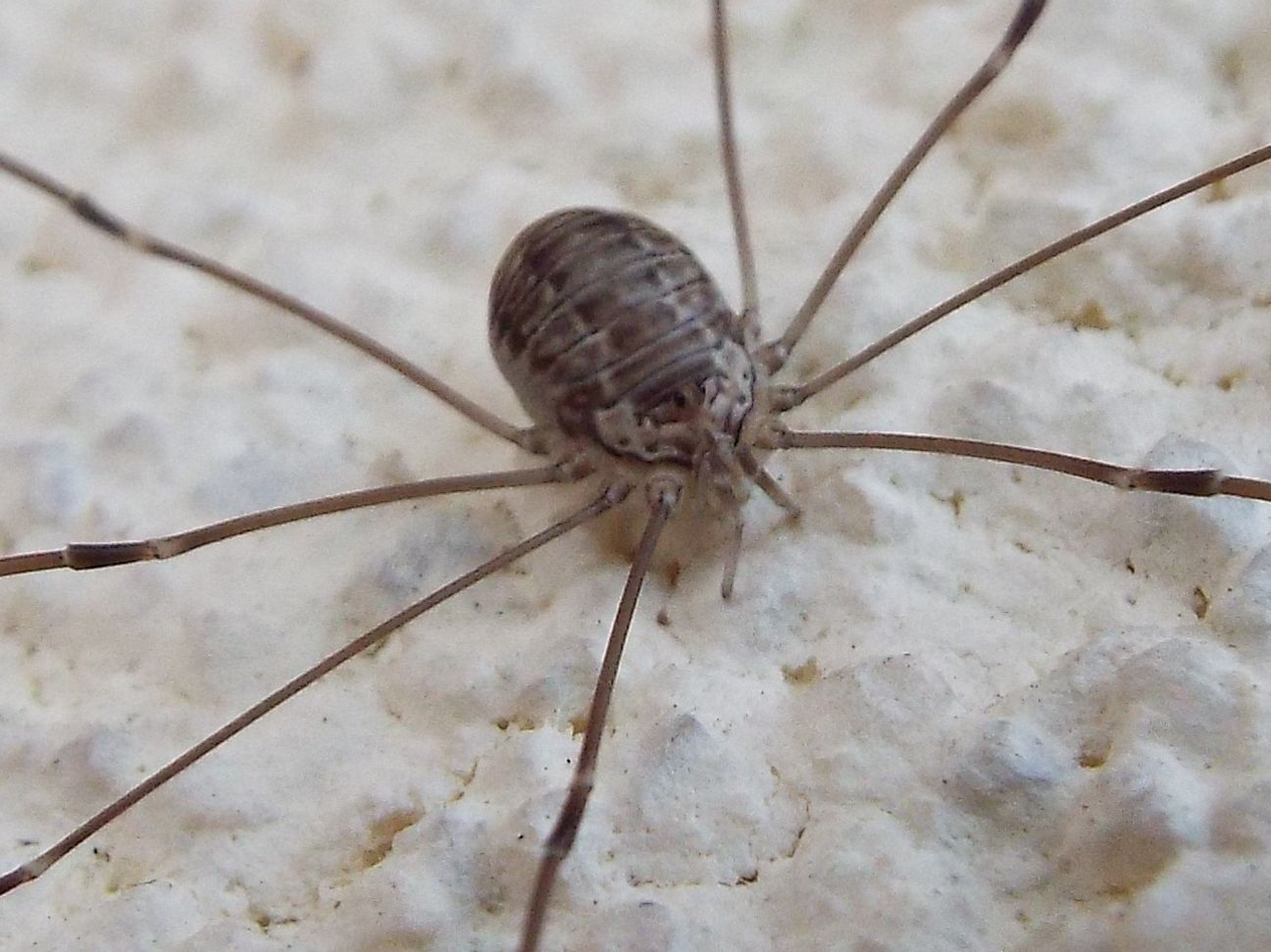 Leiobunum cf. limbatum